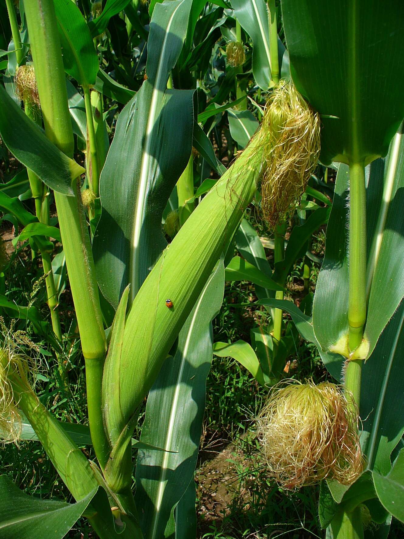 Image of corn