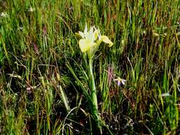 Image of Moraea macronyx G. J. Lewis