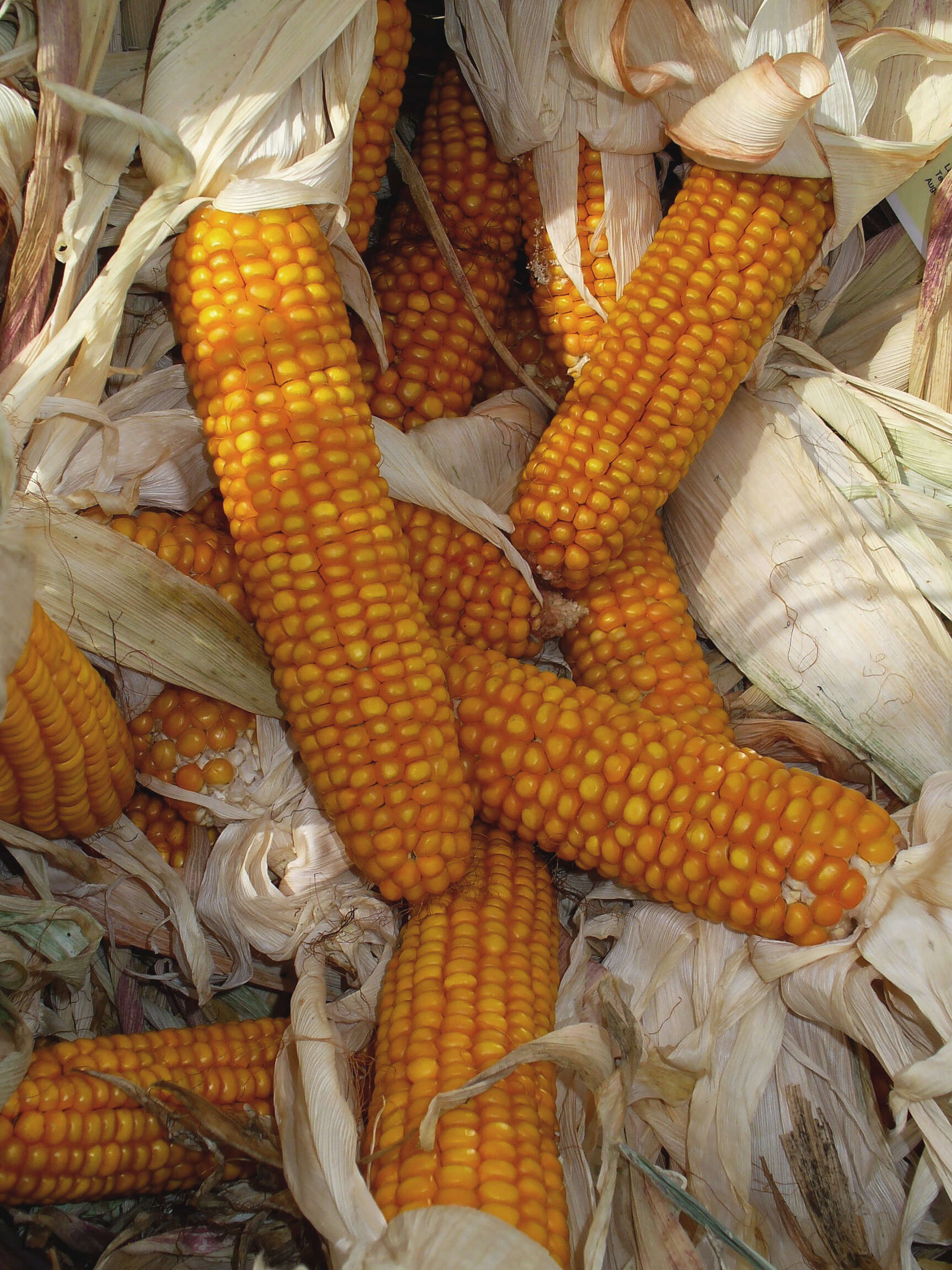 Image of corn