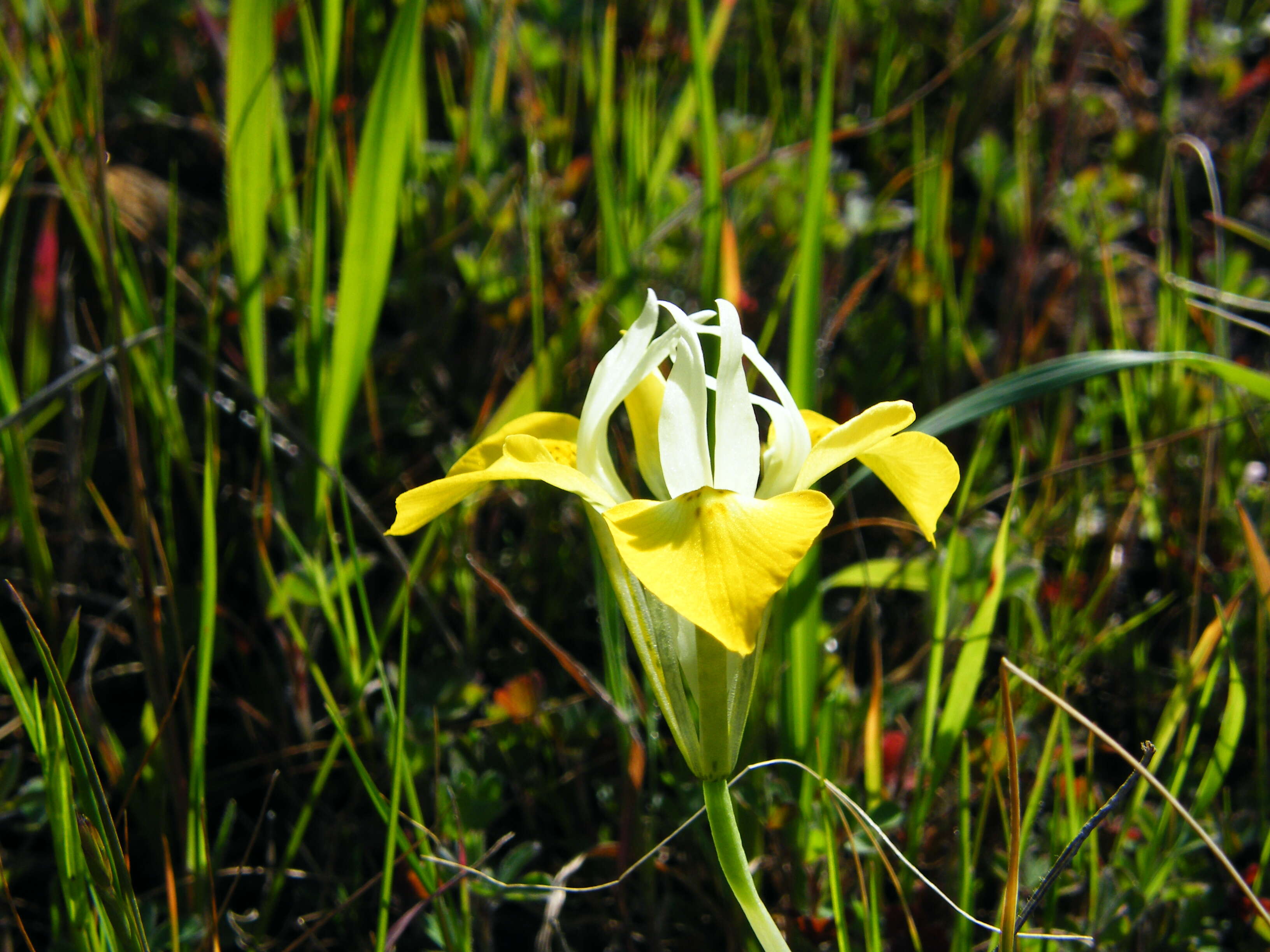 Image of Moraea macronyx G. J. Lewis