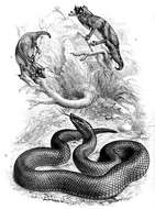 Image of Günther's black snake