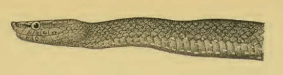 Image of Bothrolycus Günther 1874