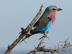 Image of Lilac-breasted Roller