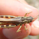 Image of Arcyptera (Pararcyptera) microptera subsp. carpentieri Azam 1907