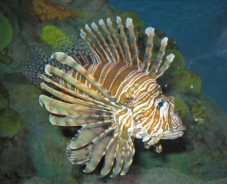 Image of Common lionfish