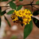 Image de Tagetes nelsonii Greenm.