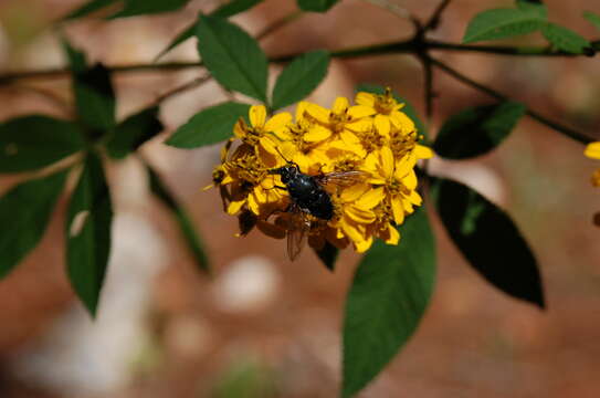 Sivun Tagetes nelsonii Greenm. kuva