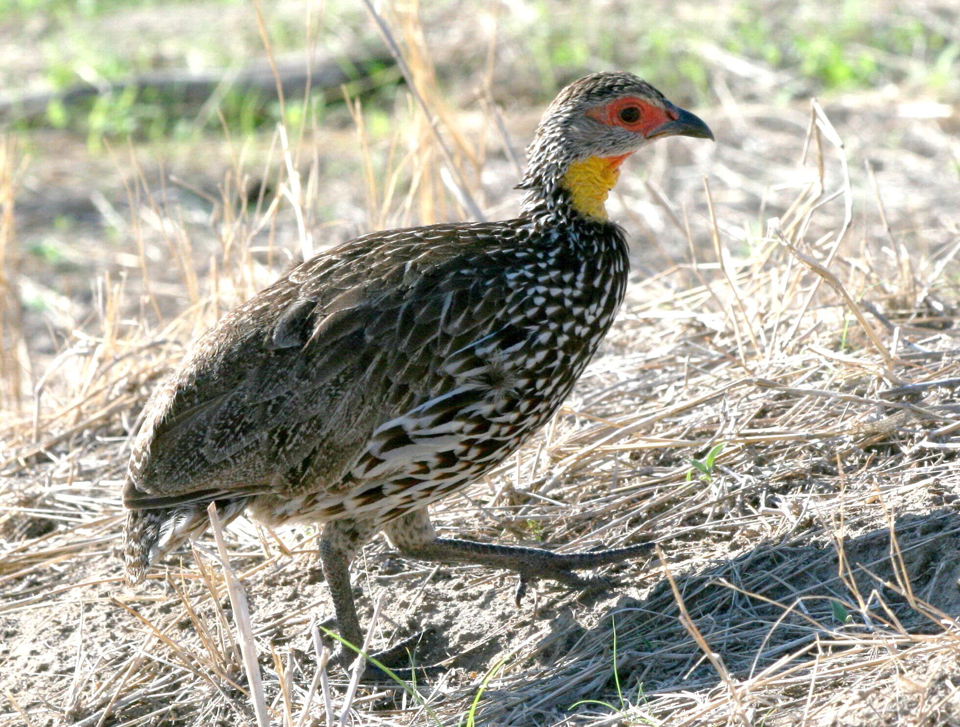 Pternistis leucoscepus (Gray & GR 1867) resmi