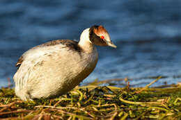 Image of Hooded Grebe