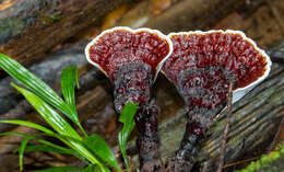 Image of Ganoderma longistipitatum Ryvarden 2000