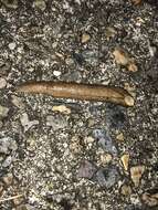 Image of Shelled slug