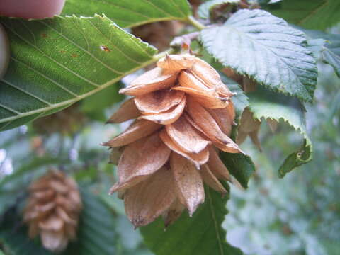 Image of European Hop-hornbeam