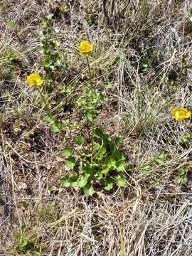 Image of sulphur buttercup