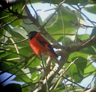 Image of Red Siskin