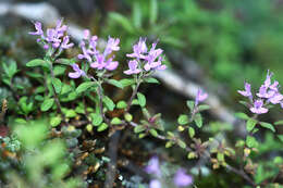 Image of Thymus japonicus (H. Hara) Kitag.