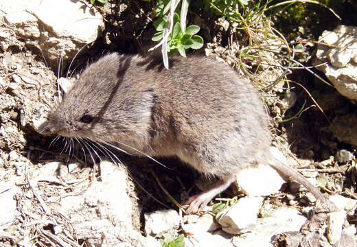 Image of European Snow Vole