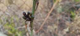 Sivun Asphodelus ramosus subsp. ramosus kuva