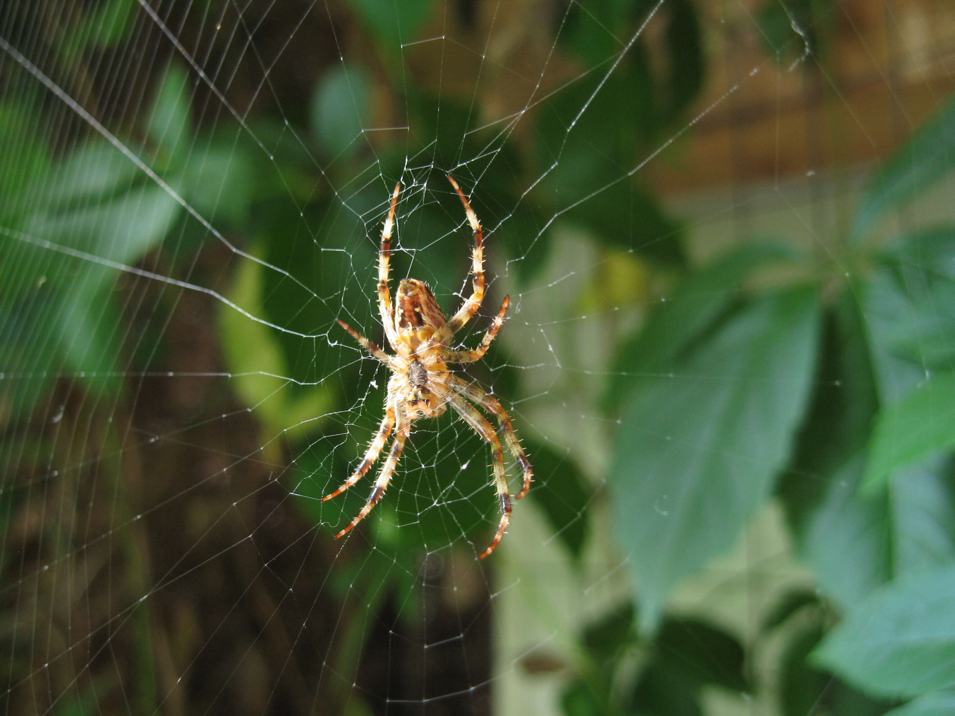 Image of Garden spider