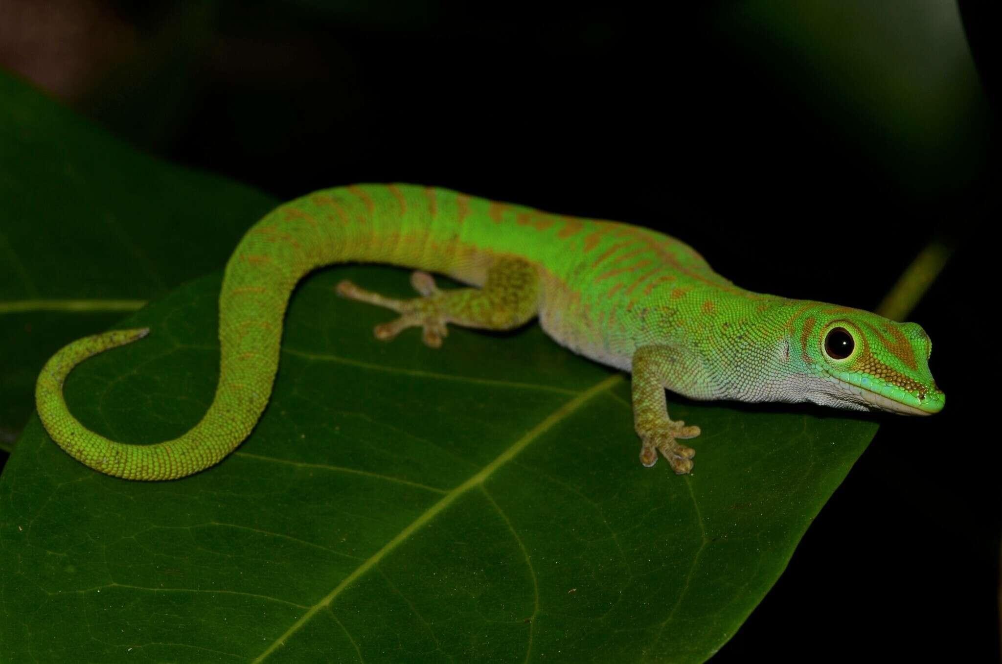 Imagem de Phelsuma astriata semicarinata Cheke 1982