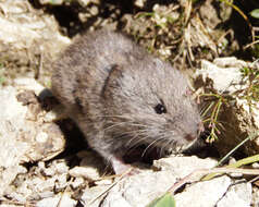 Image of European Snow Vole