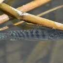 Image of Blue tilapia