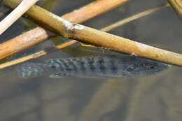 Image of Blue tilapia