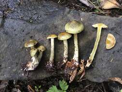 Слика од Cortinarius calaisopus Soop 2013