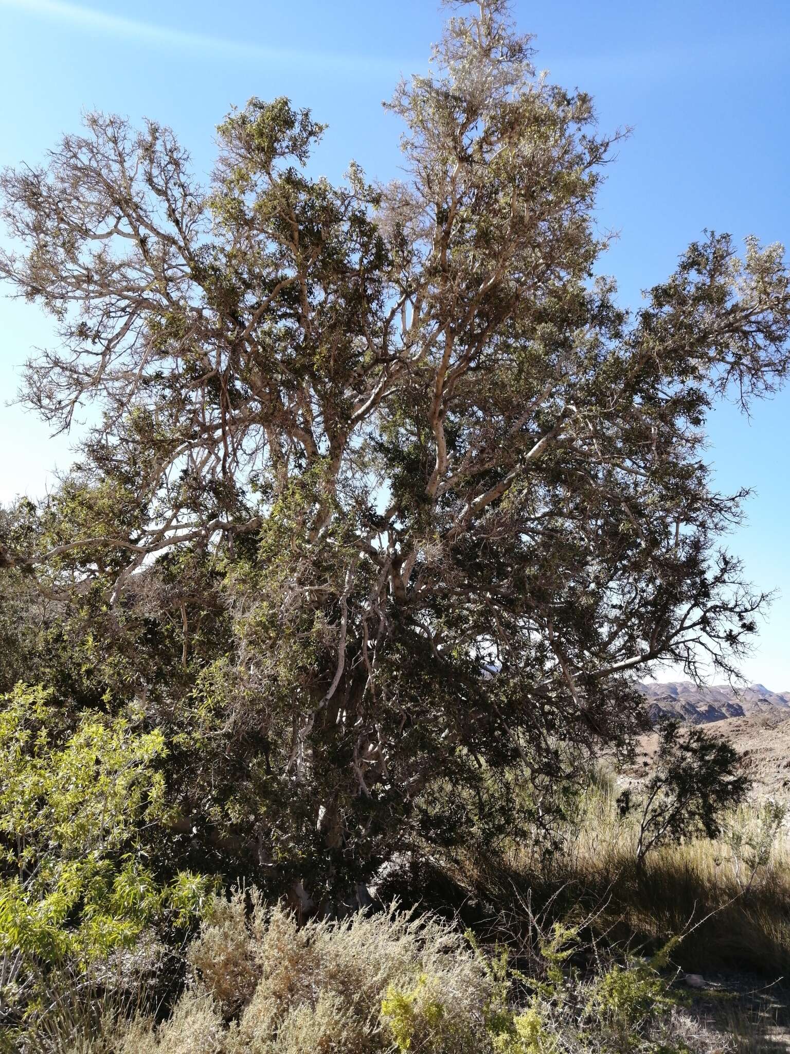 Image of Ficus cordata Thunb.