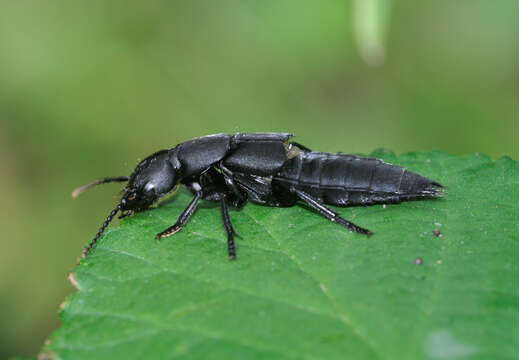 Image of Devil's Coach Horse