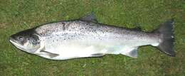 Image of Brown Trout