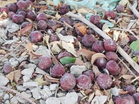 Image of Jujube