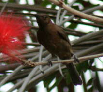 Image of Dusky Honeyeater