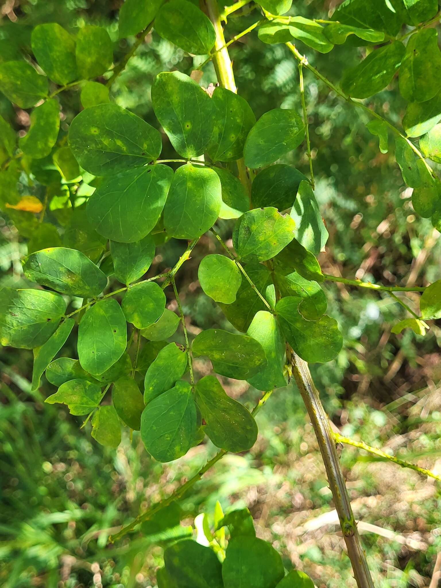 Mimosa ceratonia L. resmi