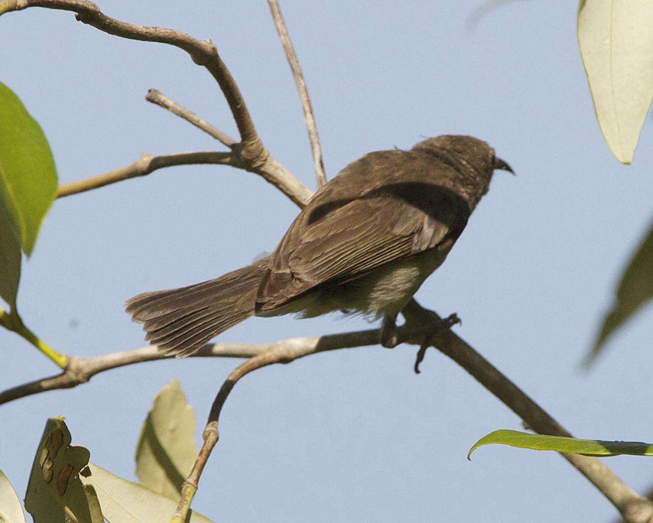 Image of Dusky Honeyeater