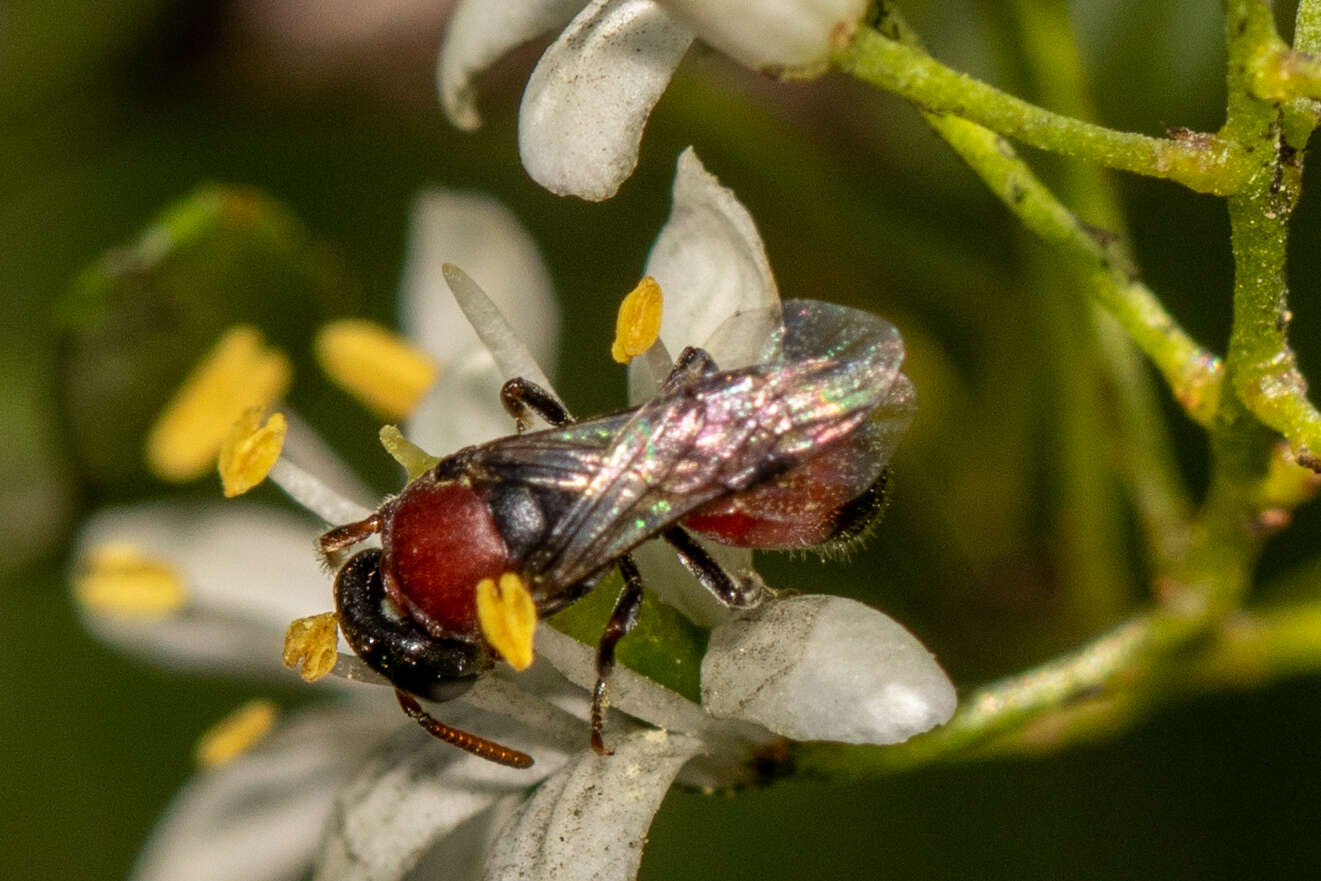 Image of Hylaeus proximus (Smith 1879)