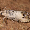 Image of Chestnut leaf roller