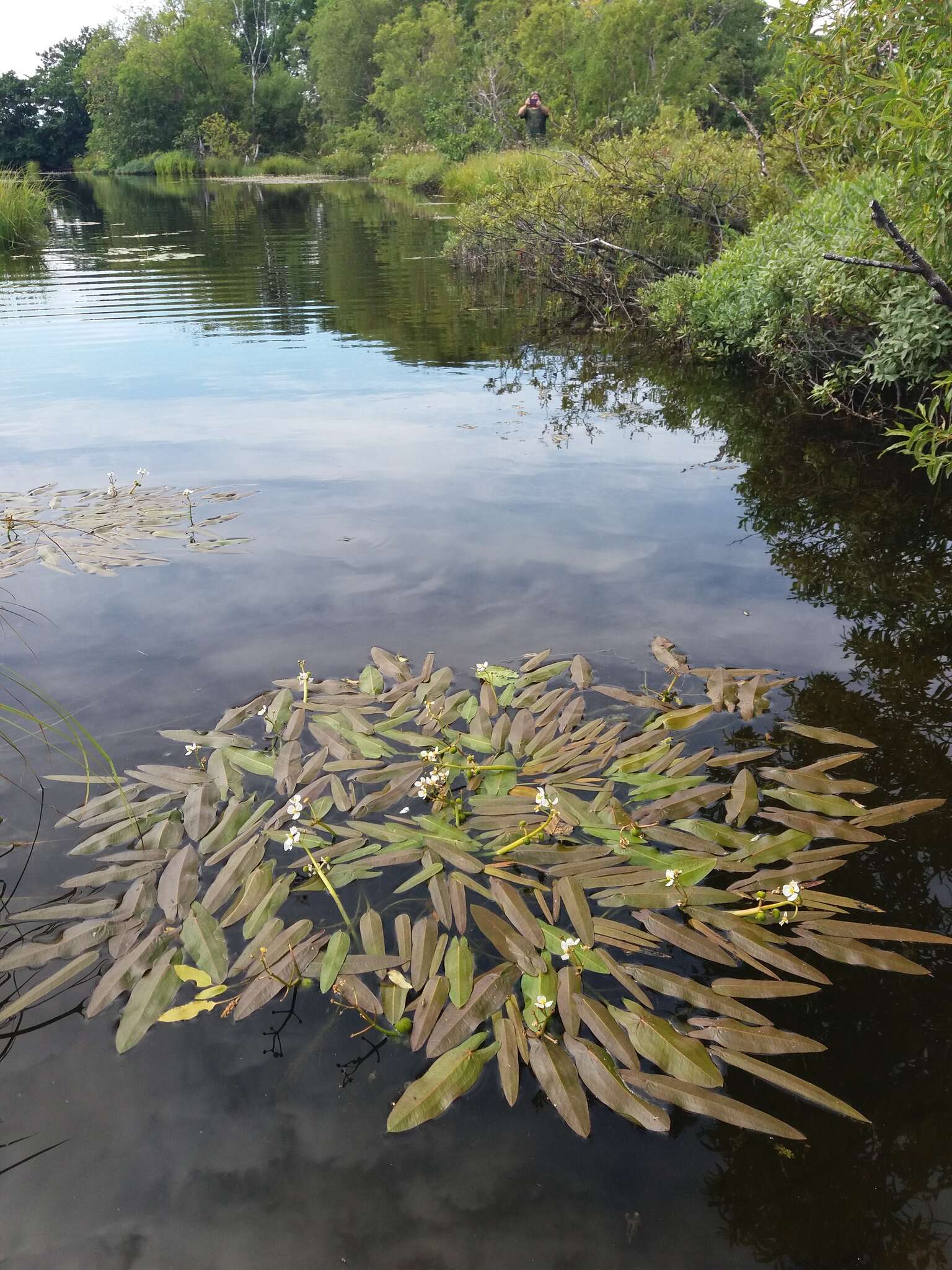 Image of Sagittaria natans Pall.