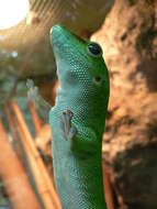 Image de Phelsuma grandis Gray 1870