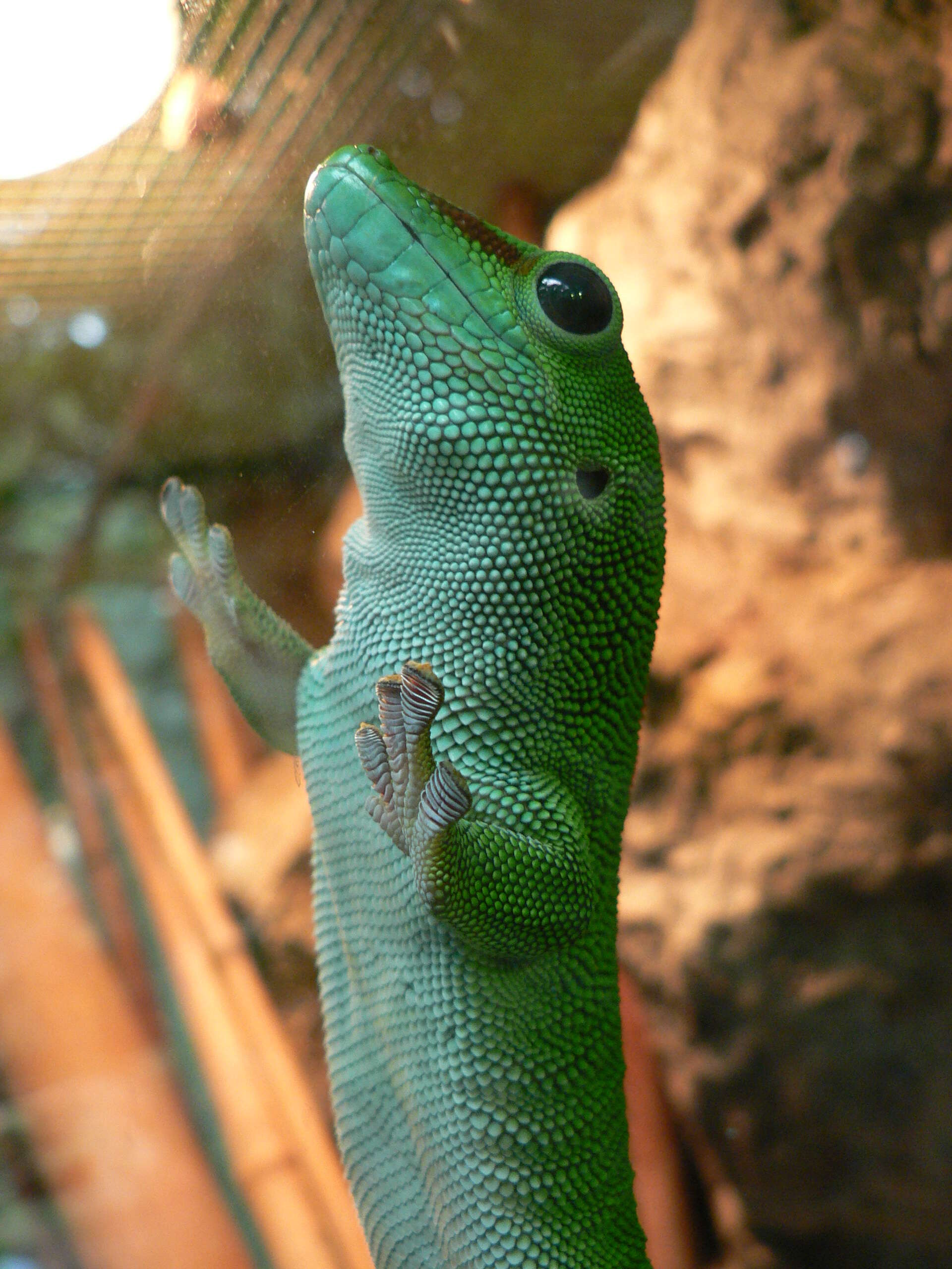 Plancia ëd Phelsuma grandis Gray 1870