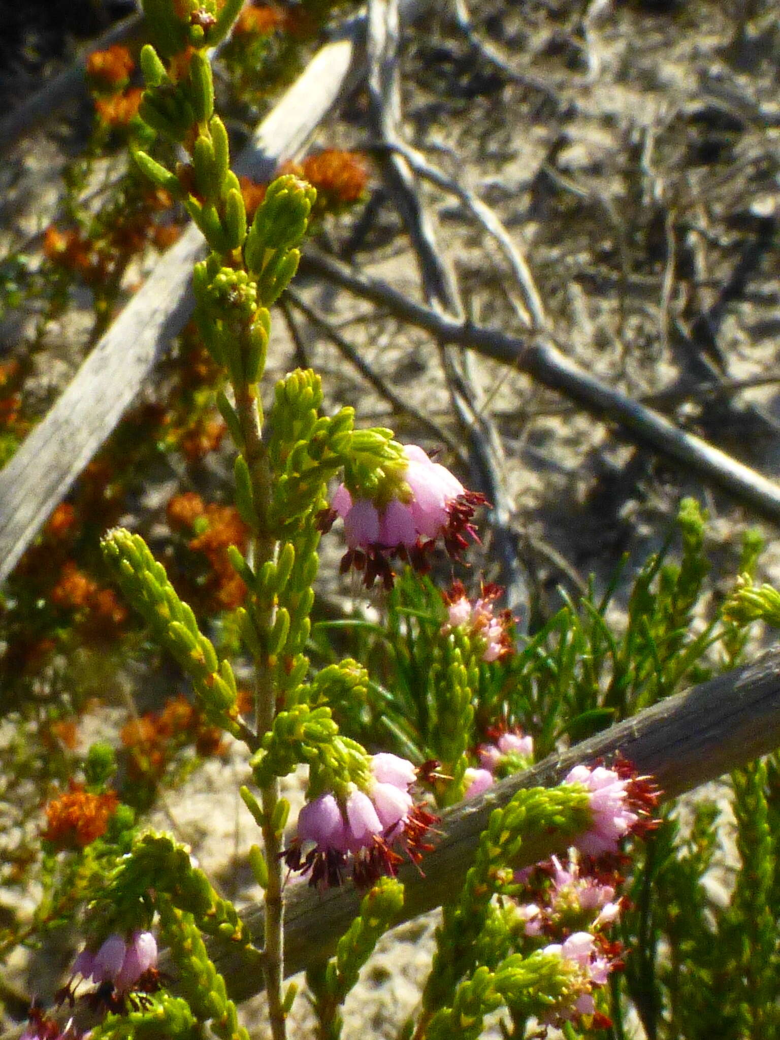 Plancia ëd Erica glabella subsp. glabella