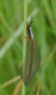 Image of Myrmeleon (Myrmeleon) lethifer Walker 1853