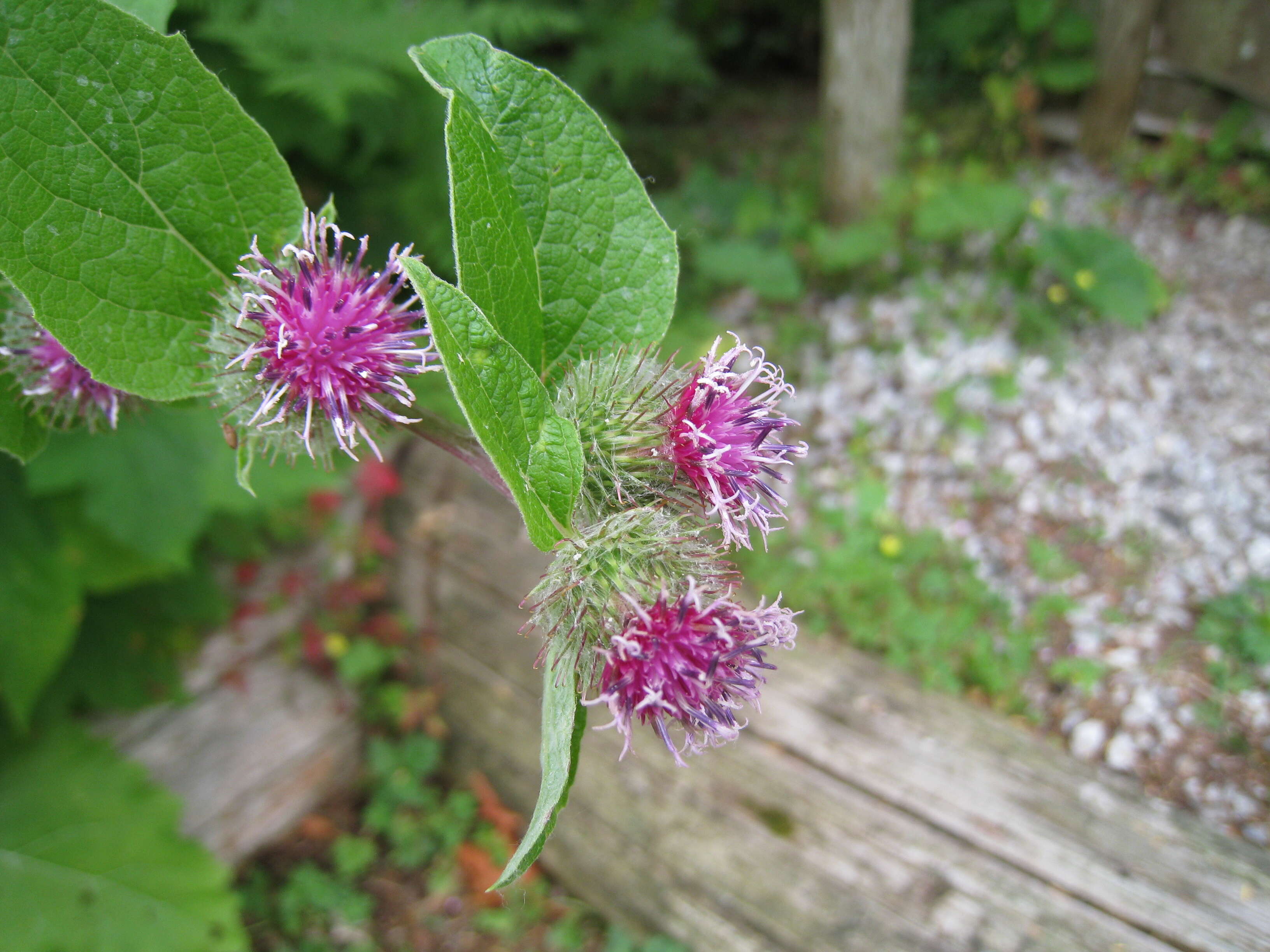 Image de Cirsium edule Nutt.