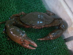 Image of Indo-Pacific swamp crab