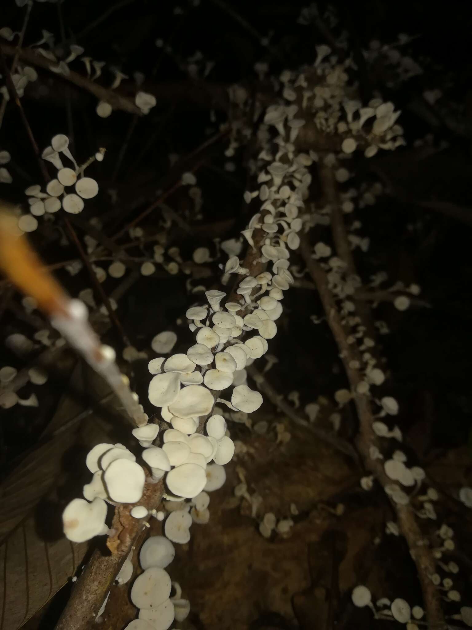 Image of Gymnopus montagnei (Berk.) Redhead 2014