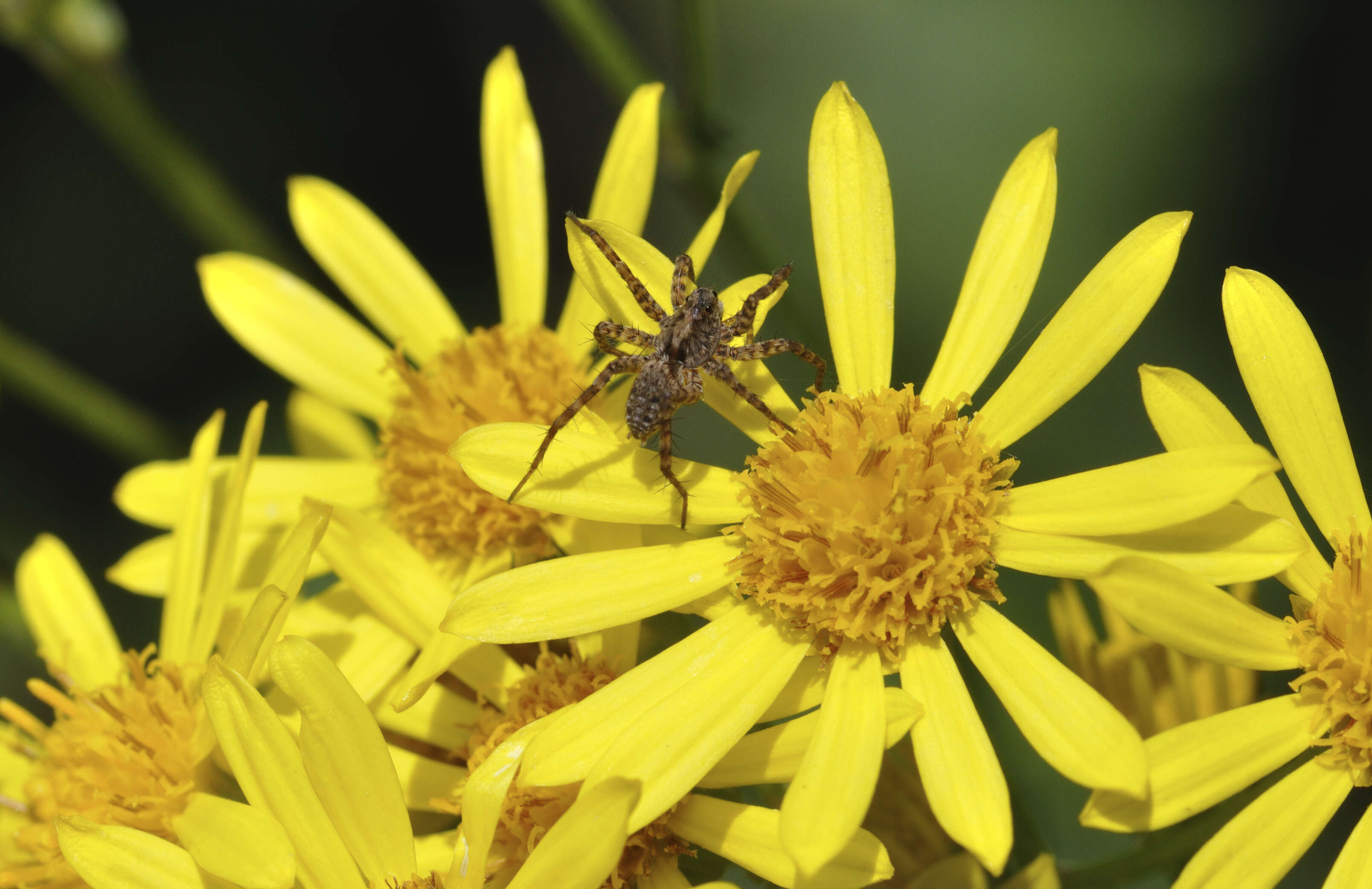 Image of Wolf spider