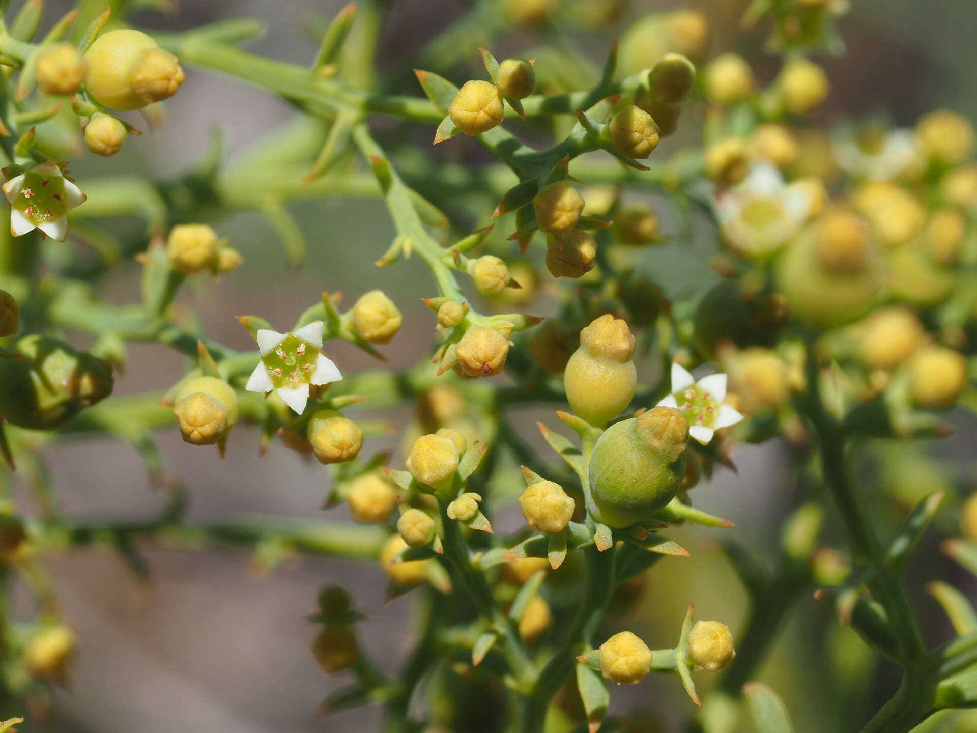 Image of Thesium galioides A. DC.