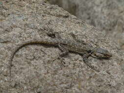 Image de Lézard à fausse ceinture de Lang