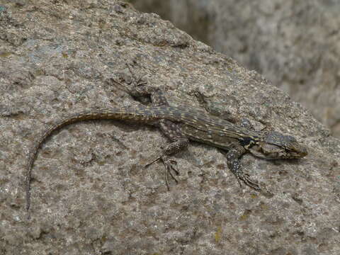 Image of Lang's Crag Lizard