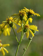 Sivun Ebrechtella tricuspidata (Fabricius 1775) kuva