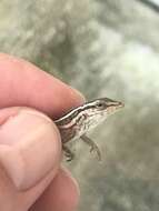 Image of Five-striped grass anole